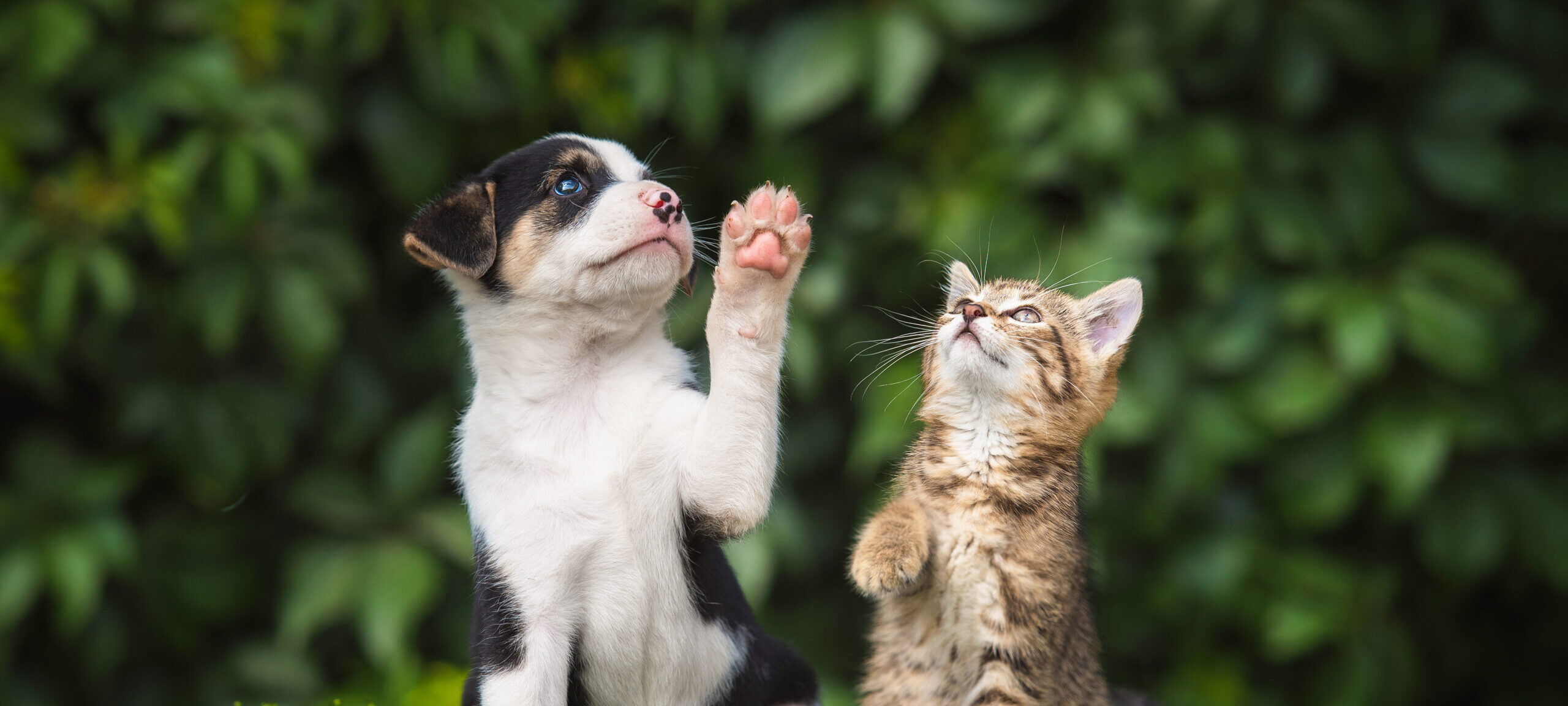 Little puppy with a little tabby kitten