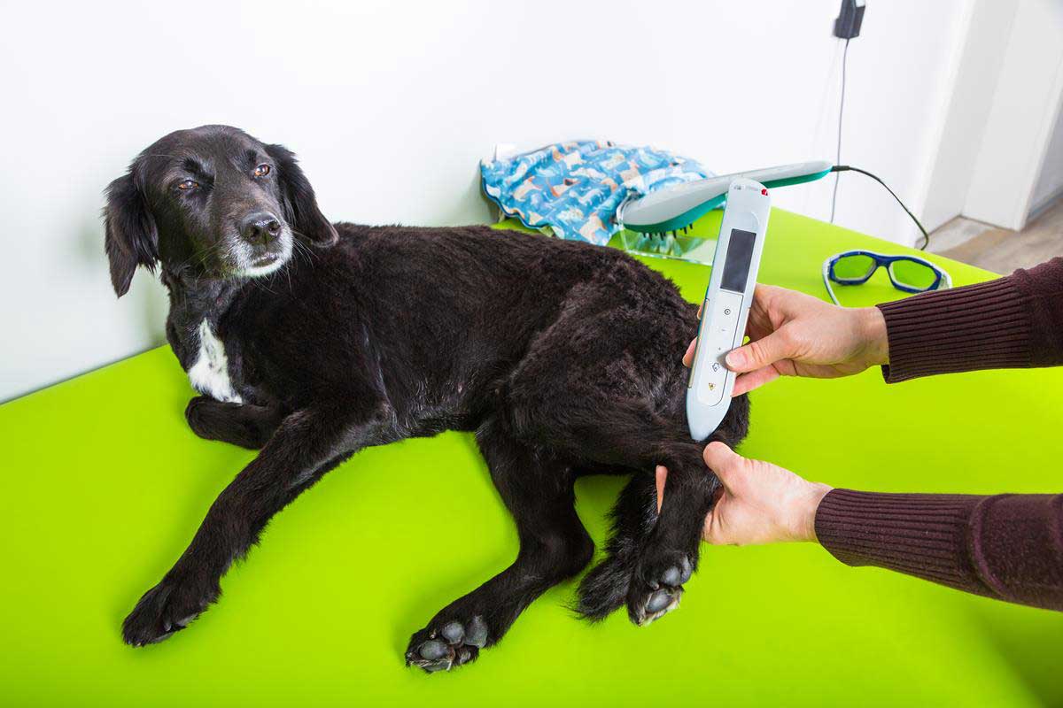 Cold laser therapy for dogs at home hotsell